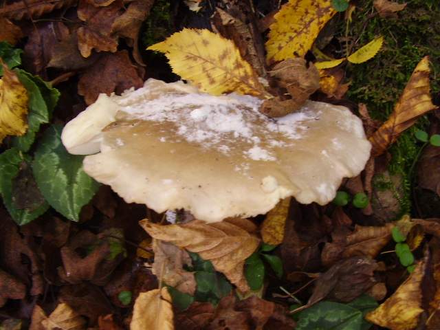 Hygrocybe quieta, Mycena polygramma, Mycena rosea.