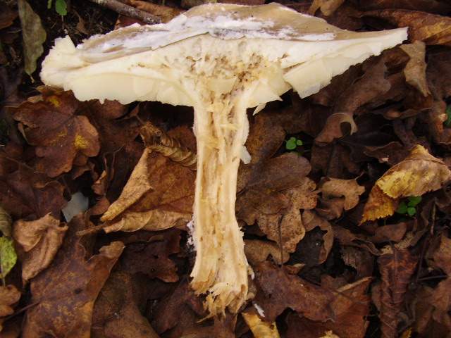 Hygrocybe quieta, Mycena polygramma, Mycena rosea.