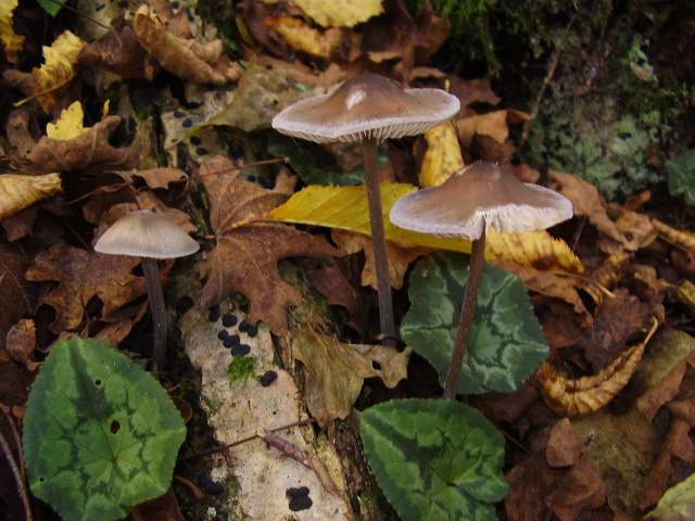 Hygrocybe quieta, Mycena polygramma, Mycena rosea.