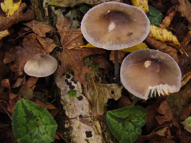 Hygrocybe quieta, Mycena polygramma, Mycena rosea.