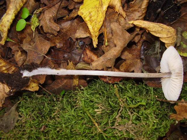 Hygrocybe quieta, Mycena polygramma, Mycena rosea.