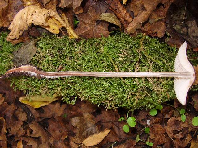 Hygrocybe quieta, Mycena polygramma, Mycena rosea.
