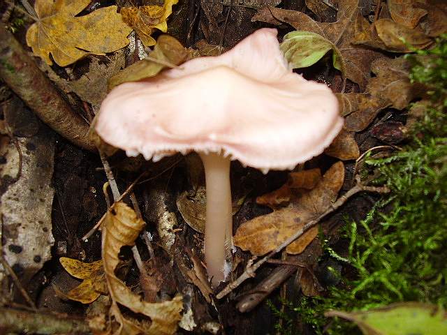 Hygrocybe quieta, Mycena polygramma, Mycena rosea.