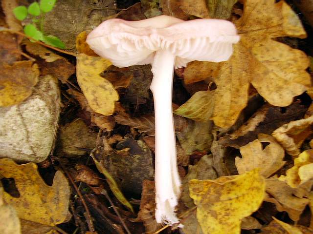 Hygrocybe quieta, Mycena polygramma, Mycena rosea.