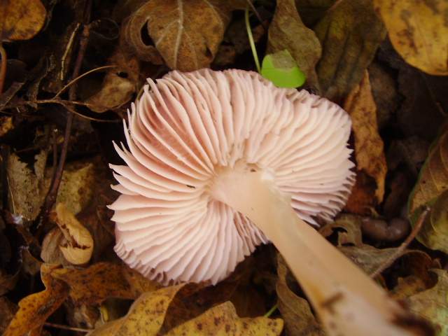 Hygrocybe quieta, Mycena polygramma, Mycena rosea.