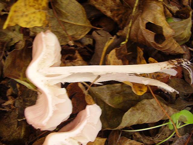 Hygrocybe quieta, Mycena polygramma, Mycena rosea.