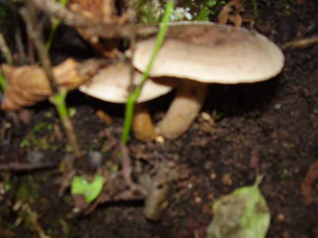 Hygrocybe quieta, Mycena polygramma, Mycena rosea.
