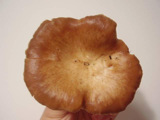 Pleurotus eryngii