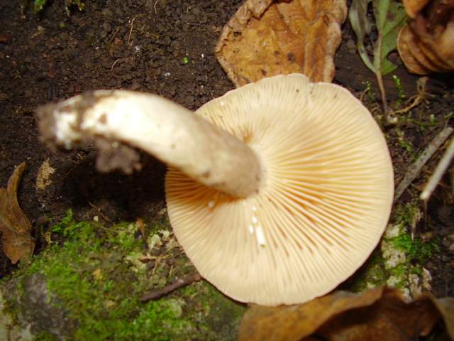 Hygrocybe quieta, Mycena polygramma, Mycena rosea.