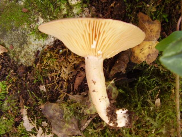 Hygrocybe quieta, Mycena polygramma, Mycena rosea.