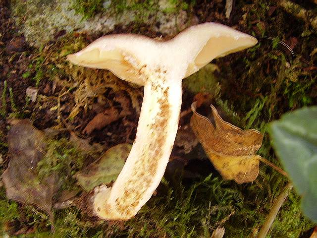 Hygrocybe quieta, Mycena polygramma, Mycena rosea.