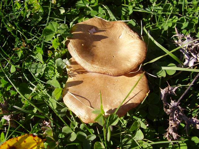 Hygrocybe quieta, Mycena polygramma, Mycena rosea.