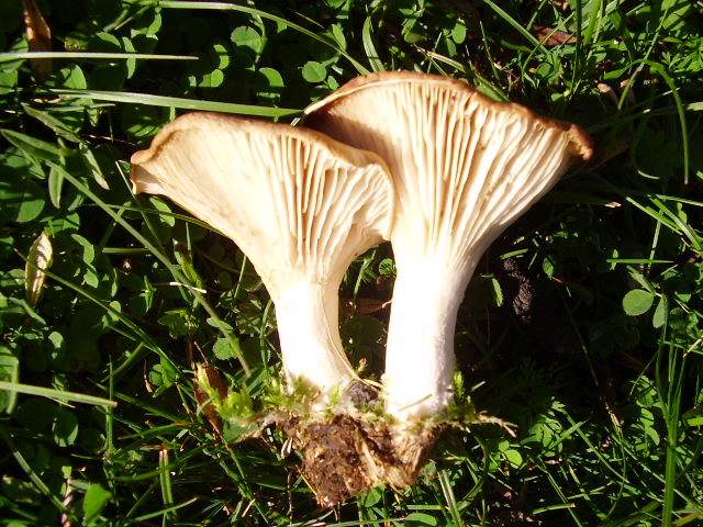 Hygrocybe quieta, Mycena polygramma, Mycena rosea.