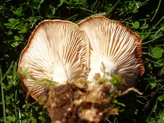 Hygrocybe quieta, Mycena polygramma, Mycena rosea.