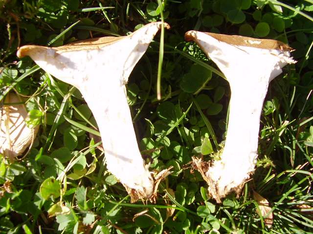 Hygrocybe quieta, Mycena polygramma, Mycena rosea.