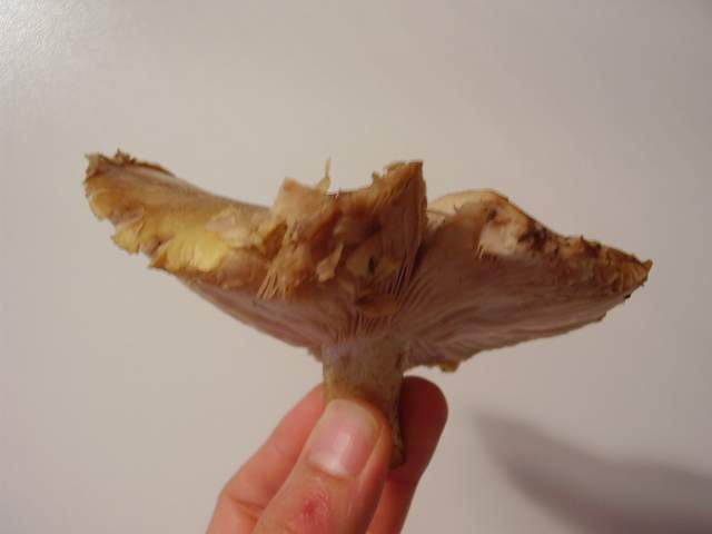 Pleurotus eryngii
