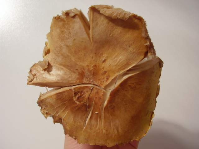 Pleurotus eryngii