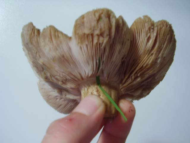 Pleurotus eryngii