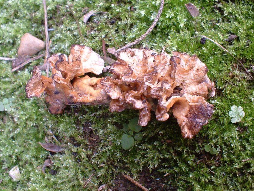 Macrolepiota rhacodes?