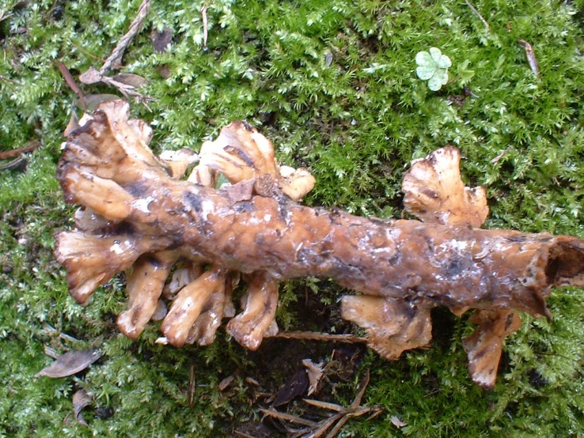 Macrolepiota rhacodes?