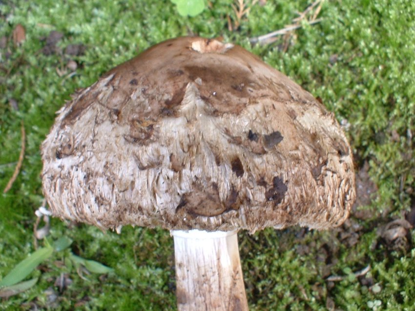 Macrolepiota rhacodes?