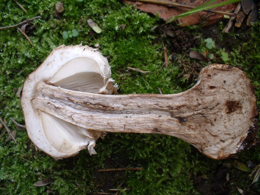 Macrolepiota rhacodes?
