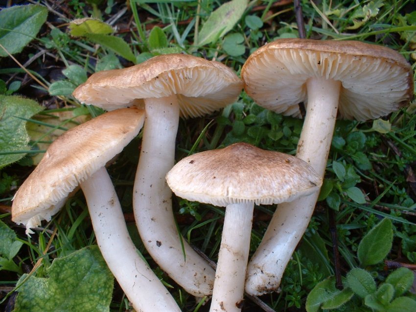 tricholomi di citt�