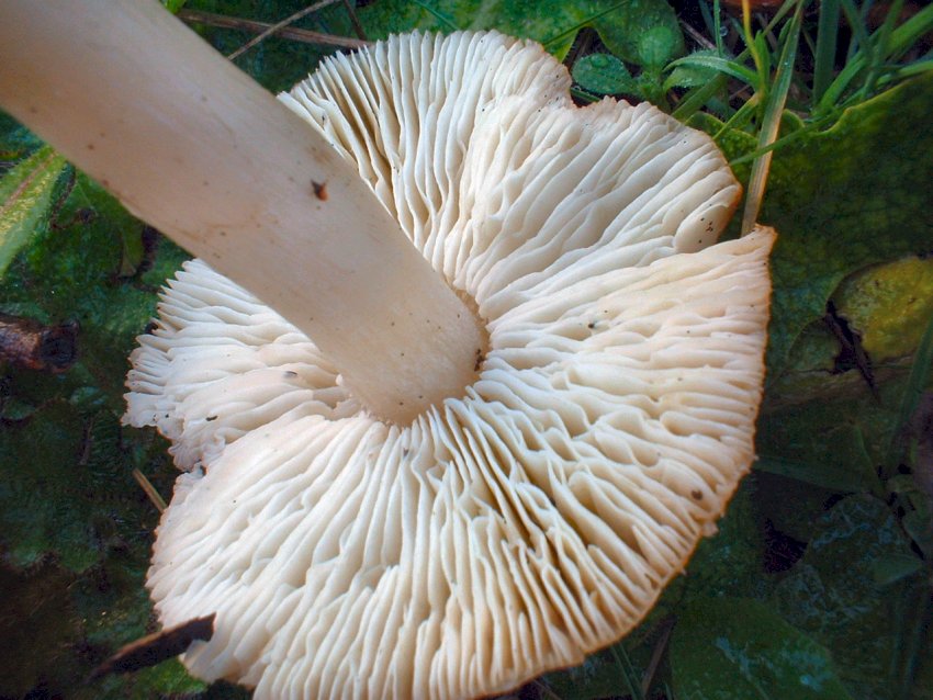 tricholomi di citt�