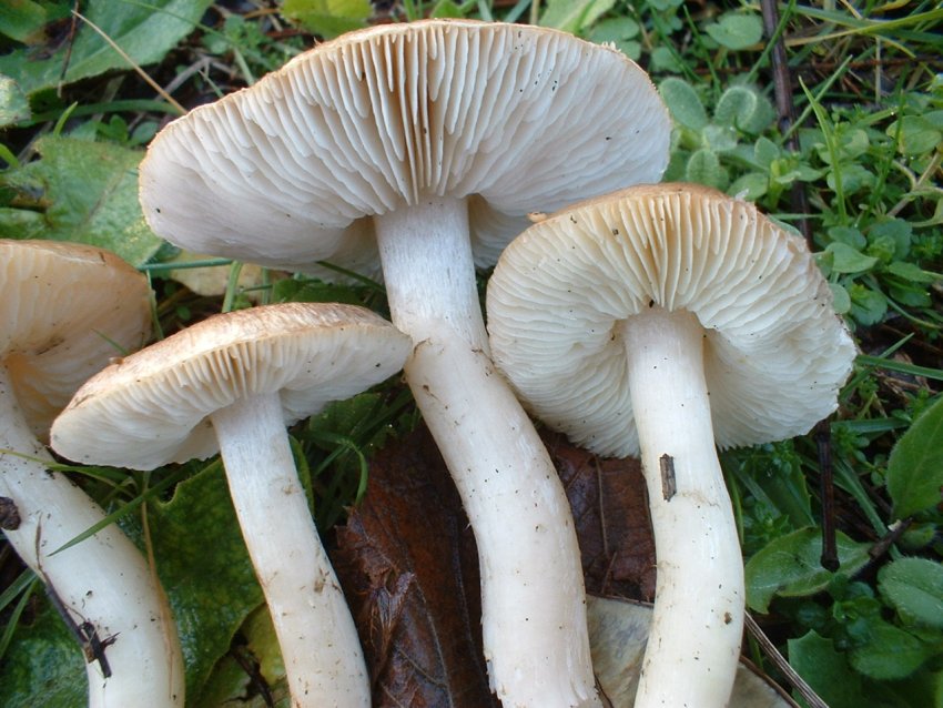 tricholomi di citt�