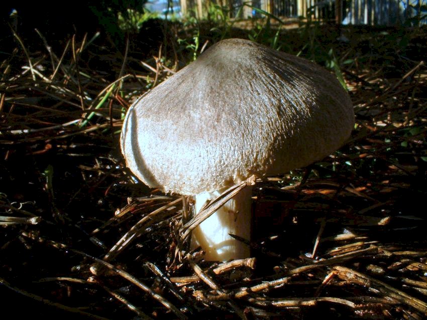 tricholomi di citt�