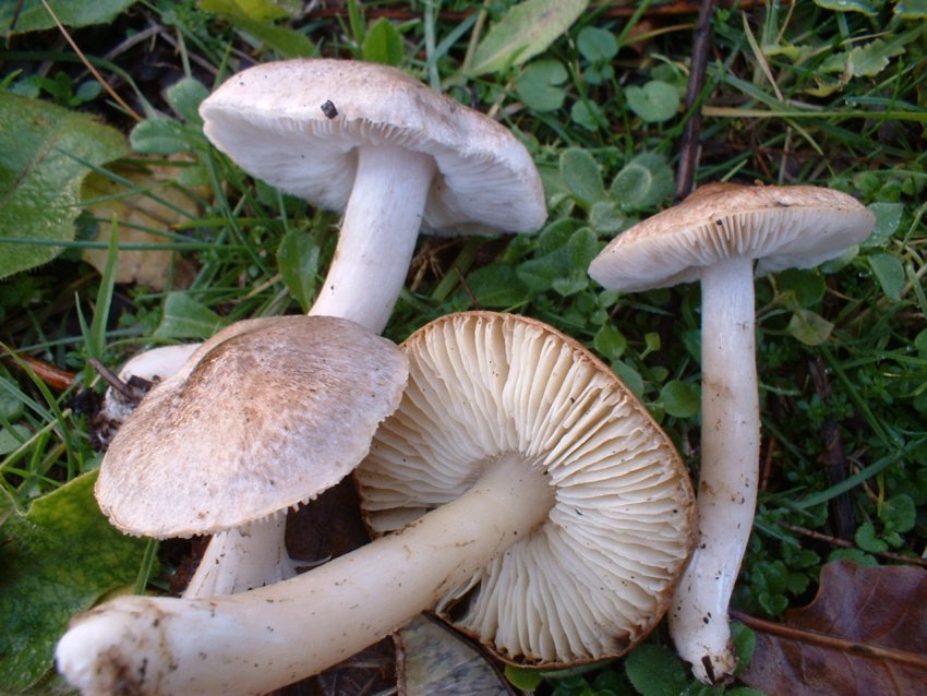 tricholomi di citt�