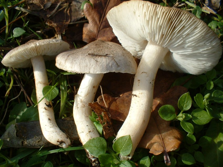 tricholomi di citt�