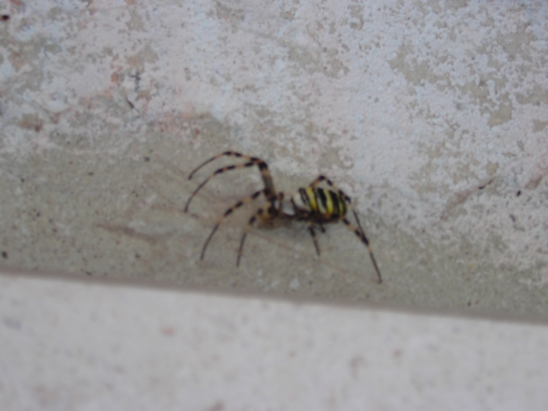 Che ragno ? (Argiope bruennichi)