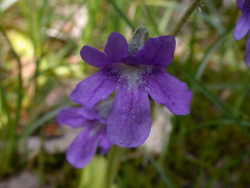 Pinguicula vulgaris