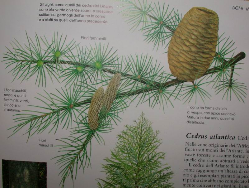 Cedrus atlantica / Cedro dell'' Atlante