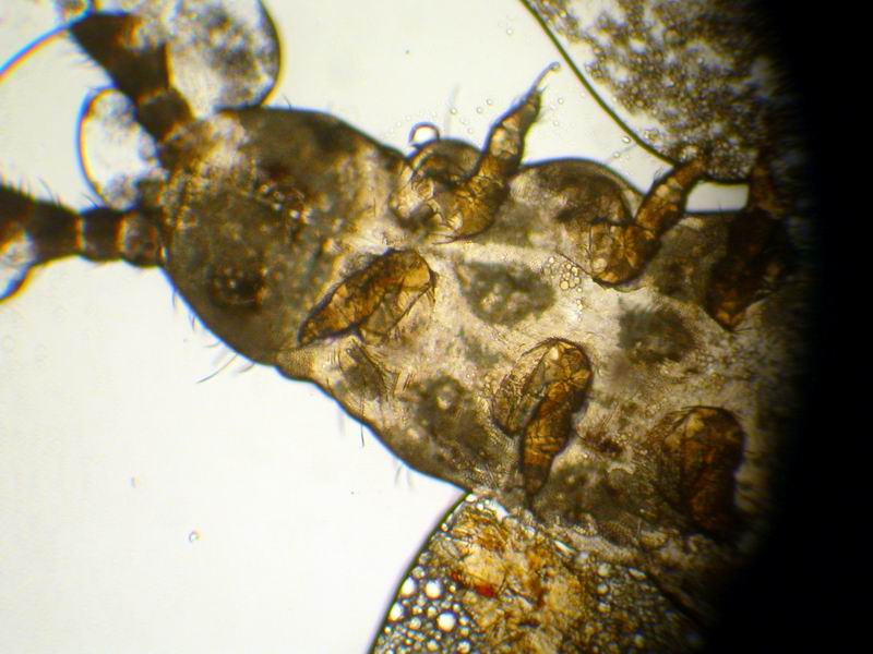 Collembola - Insetti.... Collemboli (Superfam. Poduroidea)