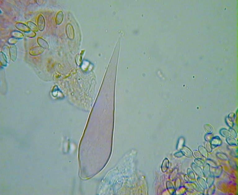Macrocystidia cucumis