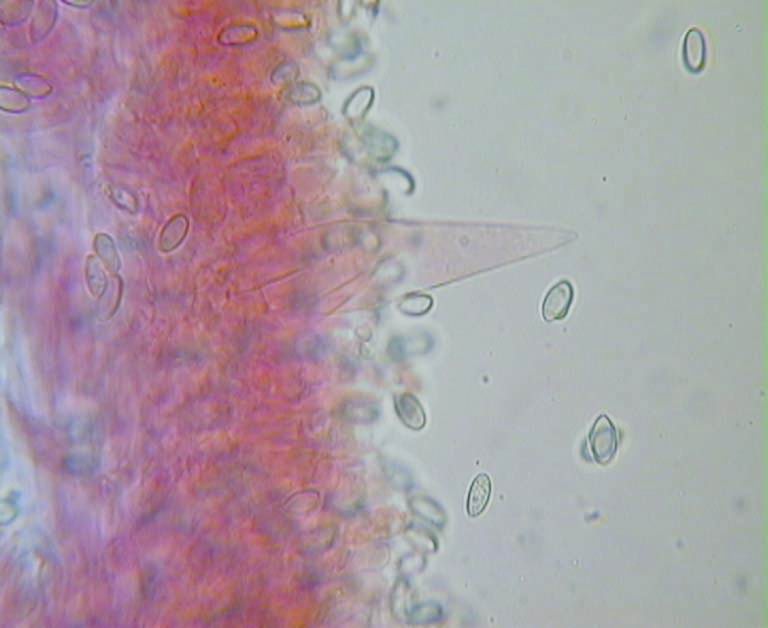 Macrocystidia cucumis