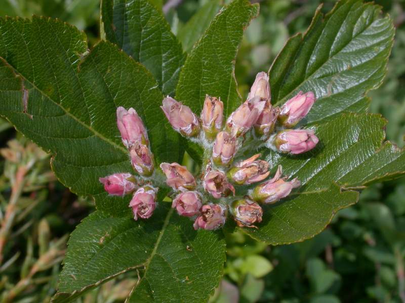 Sorbus chamaemespilus / Sorbo alpino