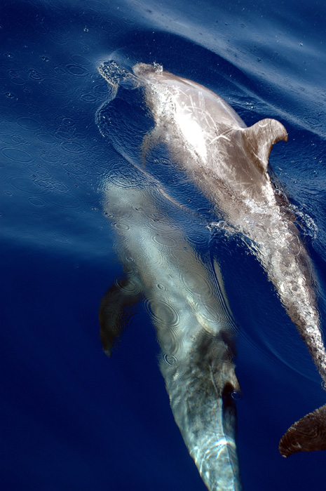 Nuova iscritta! Foto di grampi (Grampus griseus)
