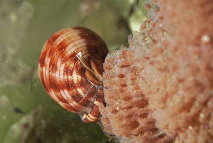 Phalium granulatum vivo