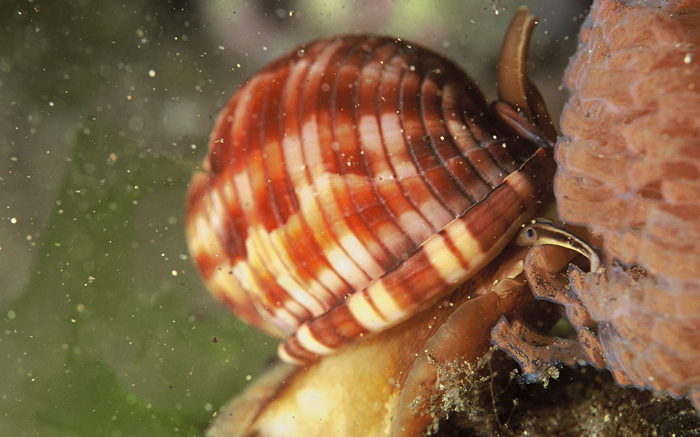 Phalium granulatum vivo