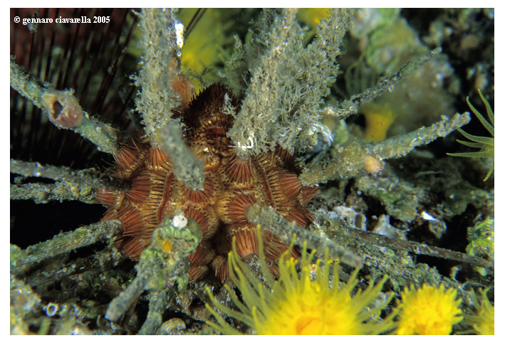 Stylocidaris affinis (Philippi, 1845)-Riccio saetta