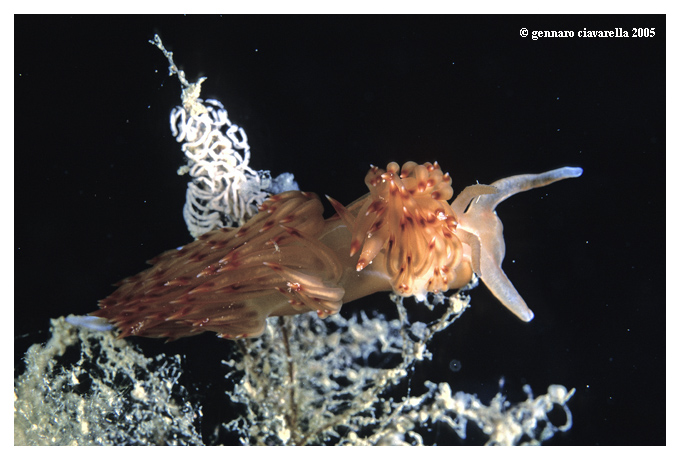 Dondice banyulensis, Bursatella leachi, Notarchus sp.