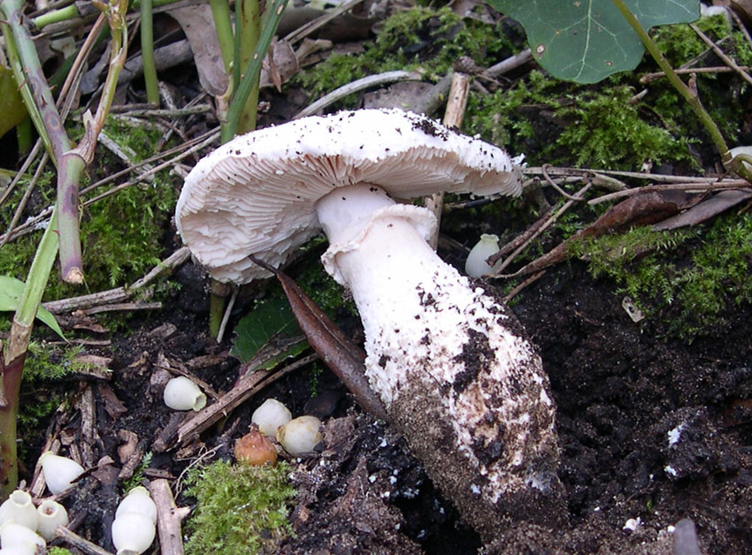 Passeggiata con gli amici del forum laziali