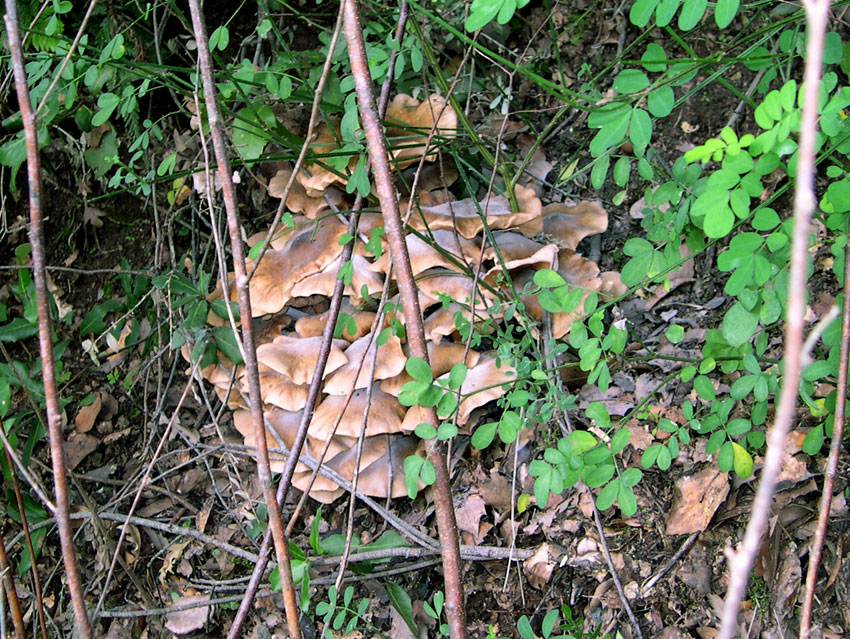 Ritrovamenti di ieri