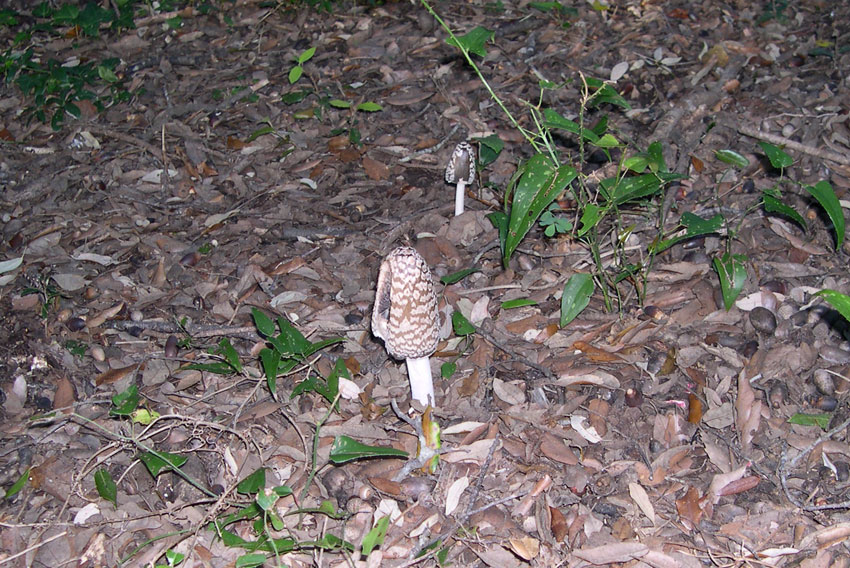 Passeggiata con gli amici del forum laziali