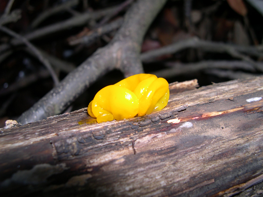 Fungo lignicolo da determinare