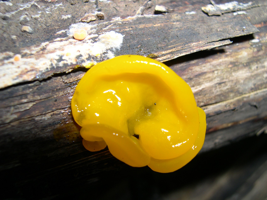 Fungo lignicolo da determinare