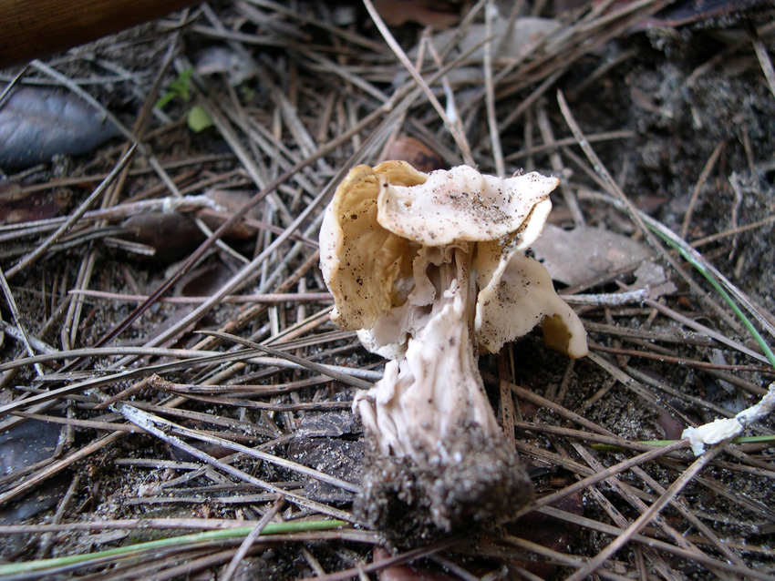 Passeggiata con gli amici del forum laziali